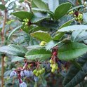 Berberis hookerri fleur
